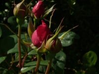 Juni Spruch – “Und es kam der Tag…” Anais Nin