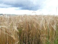 SpätSommer Qualität – Yoga – Leben – Sein