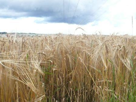 SpätSommer Qualität – Yoga – Leben – Sein