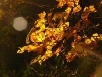 Rilke- Herbst – LOSLASSEN im YOGA – vairagya – im Leben