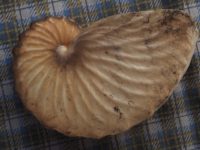 Muscheln in meiner Hand – Zusammenfassung: 6. Argonauta
